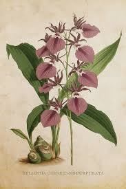 Image result for Eulophia guineensis
