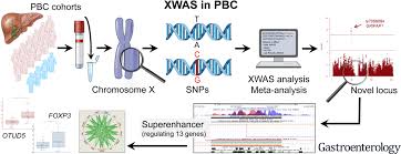 Two copies of the x chromosome produces a human female. X Chromosome Contribution To The Genetic Architecture Of Primary Biliary Cholangitis Gastroenterology