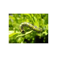 La pyrale, (cydalima perspectalis) fait partie des. Trichogrammes Anti Pyrale De Buis Trichotop Buxus Cdiscount Jardin