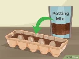 But do you know how to grow marijuana from seed indoors? How To Grow Marigolds With Pictures Wikihow