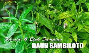Penyebarannya dari india meluas ke selatan sampai di siam, ke timur sampai semenanjung malaya, kemudian ditemukan jawa. Luar Biasanya Manfaat Dan Khasiat Daun Sambiloto For Android Apk Download