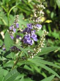 Image result for Vitex thyrsiflora
