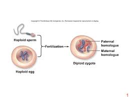 Check spelling or type a new query. Meiosis Ii