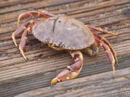 Image result for Cadaba kirkii