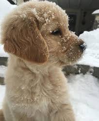 Pin On Golden Cats Other