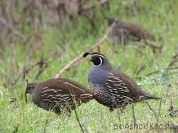 Maybe you would like to learn more about one of these? California State Bird California Quail