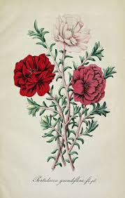 Portulaca Moss Rose Portulaca Grandiflora Deutsches Magazin Fur Garten Und Blumenkunde Stuggart G Weise 1854 Flower Illustration Rose Flower Tattoos Flower Images