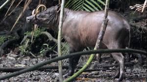 A video about the babirusa in its natural habitat, the paguyaman forest. Babirusa Conserving The Bizarre Pig Of The Sulawesi Forest