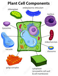 Chart Showing Plant Cell Components Illustration