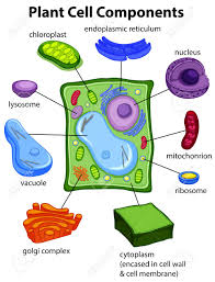 Chart Showing Plant Cell Components Illustration