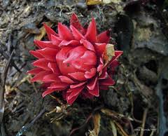 Image result for Thonningia