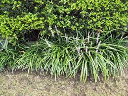 Controlling And Dividing Liriope Monkey Grass Monkey Grass Front Landscape Monkey Grass Landscaping