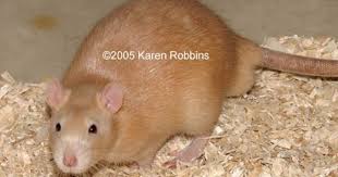 Afrma Colors Coats Making Fawn Rats Colored Mice Pet Rats Rats Pet Breeds