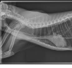 To diagnose megaesophagus, your veterinarian will perform a physical examination on your cat, ask you about. Megaesophagus In A 6 Month Old Cat Secondary To A Nasopharyngeal Polyp Semantic Scholar
