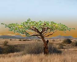 Image result for Acacia burkei