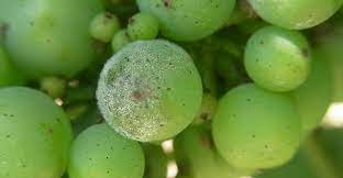 Continued (powdery mildew of grape). Managing Powdery Mildew Wine Australia
