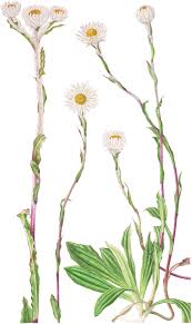 Image result for Helichrysum adenocarpum