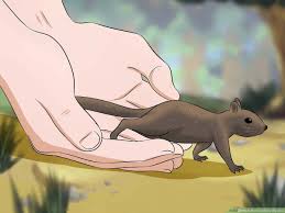 How To Raise A Baby Squirrel With Pictures Wikihow