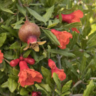 However, i grow pomegranate for its uniquely colored flower and beautiful textured foliage. Pomegranate Big Red Variety