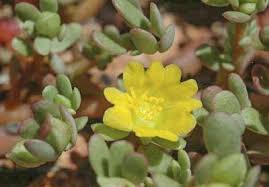 Although the stems are edible when still young (and can be pickled), cooks usually keep only the leaves and thin, spindly stems at. Factsheet Portulaca Oleracea
