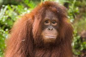 Adopt An Orangutan Find Here Orangutans For Adoption Orangutan Primates Borneo Orangutan