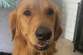 Fundraiser by Karen Gomez : Please support Muncy to help get his MRI & CT  Scan