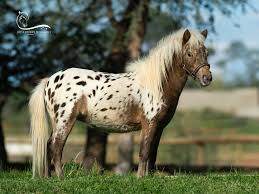 Maybe you would like to learn more about one of these? Little Dreams Miniature Horses Namibia Home Facebook