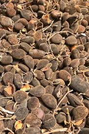 Image result for Dialium