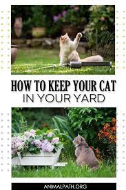 How To Keep Your Cat In Your Yard In 2021 Cats Outdoor Cat Enclosure Cat Parenting