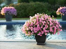 Some drought tolerant annuals and perennials include: The Best Flowers For Pots In Full Sun Hgtv