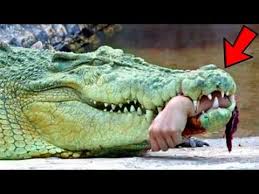 15 Of The Most Dangerous Animals In The World Youtube Dangerous Animals Animals Of The World Animals
