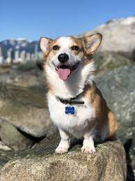 Corgi corral of virginia, saluda, virginia. Happy Tongueouttuesday Mahm Was Wondering How Everyone At The Beach Knew My Name Guess My New Tag Is Nice And Big Va Corgi Pembroke Welsh Corgi Puppies