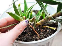 How To Trim An Aloe Vera Plant Aloe Vera Plant Plants Aloe Plant