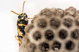 They love the south side industrial, or pool grade, can contain 94% or higher of the crystalline stuff. How To Keep Wasps Away From Your Pool 12 Simple Ideas Mad Backyard