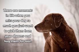 Oh My Gosh This Is Like Everyday If I Could Just Kiss Your Little Head Raggman One More Time 3 Dog Quotes Miss My Dog Dogs