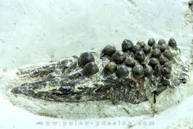 Image result for Crepidomanes chevalieri