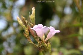 Image result for Asystasia mysorensis