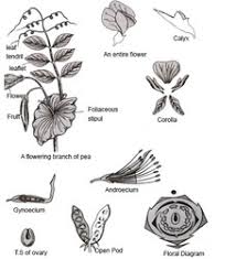 Image result for Fabaceae subfamily Papilionoideae