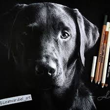 Liran Vardiel On Instagram Black Paper White Dog Drawing Pencil Dogdrawing Black Paper Drawing Dog Drawing Realistic Drawings