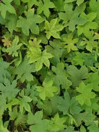 Image result for Lepistemon