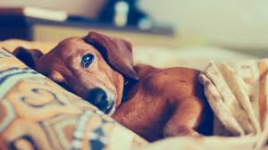 Wissenswertes zum einschläfern, den richtigen zeitpunkt und was danach passiert. Hund Einschlafern Muss Mein Tier Leiden Brigitte De