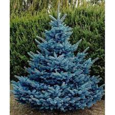 Topping, or pruning the central leader, will make the tree look weird and will only encourage 5 other branches to go straight up and be the leader instead. Colorado Blue Spruce Tree Seeds Picea Pungens Glauca