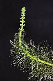 Myriophyllum Spicatum Limnology Perennials Plants