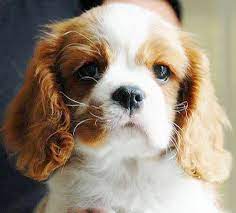 Cavalier Baby 3 King Charles Cavalier Spaniel Puppy Cavalier King Charles Spaniel Tricolor Cavalier King Charles Spaniel
