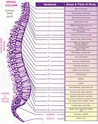 Pin On The Spine