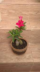 Pin Di Adenium Project