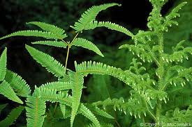 Image result for Dicranopteris elegantula