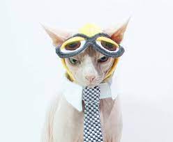 Sphynx Cat Minion Hat For A Cat Costume Despicable Me Pre Order Soft Comfortable Fleece Halloween C Pet Halloween Costumes Cat Halloween Costume Pet Costumes