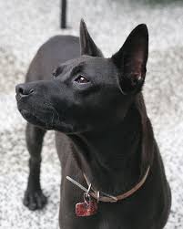 Sightings Black Taiwan Dogs Formosan Mountain Dog Formosan Dog Dogs