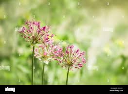 Image result for Alliaceae